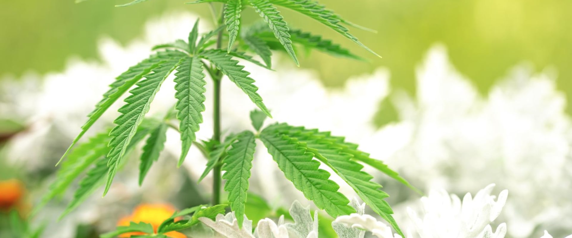 What You Need To Know About Cannabis Possession Laws