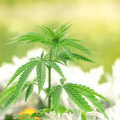 What You Need To Know About Cannabis Possession Laws