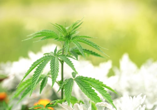 What You Need To Know About Cannabis Possession Laws